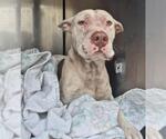 Small American Staffordshire Terrier