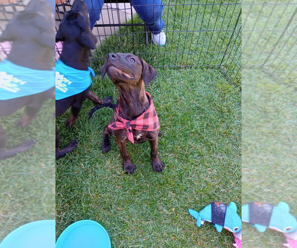 Medium Photo #12 Labrador Retriever-Unknown Mix Puppy For Sale in Munford, TN, USA