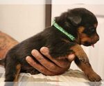 Small Photo #4 Rottweiler Puppy For Sale in PHILADELPHIA, PA, USA