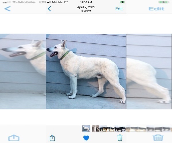 Medium Photo #1 German Shepherd Dog Puppy For Sale in GILBERT, SC, USA