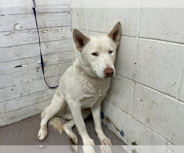 Medium Photo #2 Siberian Husky Puppy For Sale in San Bernardino, CA, USA
