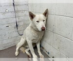 Small #1 Siberian Husky