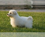 Small Photo #4 Samoyed Puppy For Sale in FREDERICKSBURG, OH, USA