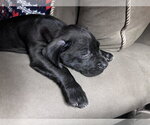 Small Photo #12 Staffordshire Bull Terrier-Unknown Mix Puppy For Sale in Princeton, MN, USA
