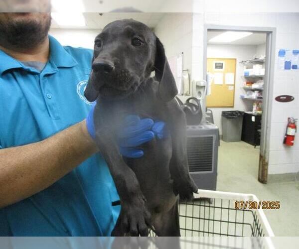 Medium Photo #1 Mutt Puppy For Sale in Oklahoma City, OK, USA