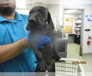 Mutt Dogs for adoption in Oklahoma City, OK, USA