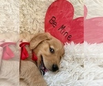 Small Photo #13 Golden Retriever Puppy For Sale in CALDWELL, ID, USA