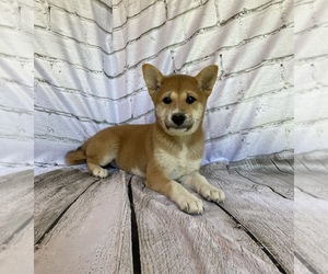 Shiba Inu Puppy for sale in STELLA, MO, USA