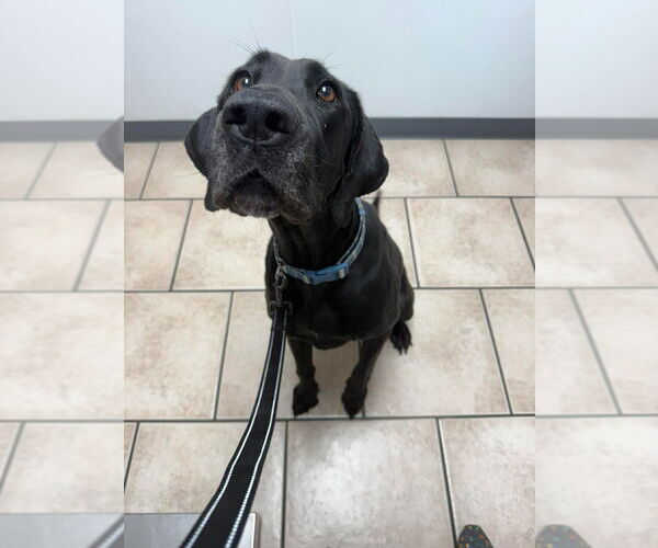 Medium Photo #8 Great Dane-Labrador Retriever Mix Puppy For Sale in Bullard, TX, USA