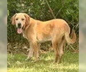 Golden Retriever-Unknown Mix Dogs for adoption in Bristol, CT, USA