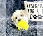 Small #2 Maltipoo
