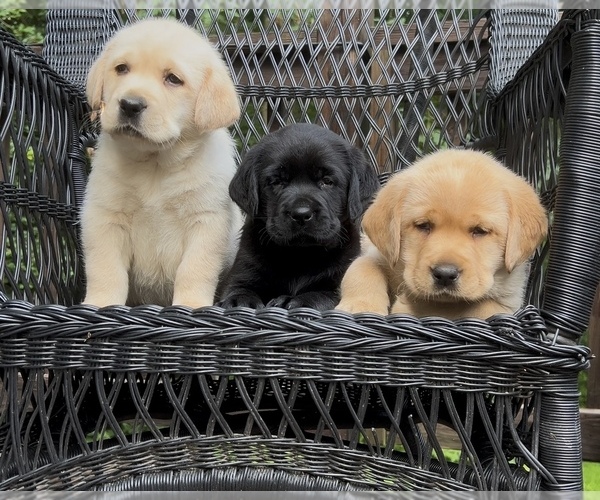 Medium Photo #1 Labrador Retriever Puppy For Sale in LOUISBURG, NC, USA