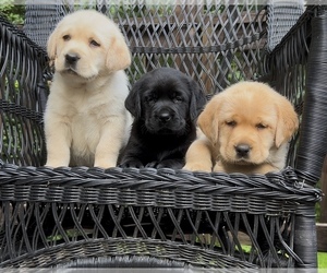Labrador Retriever Puppy for Sale in LOUISBURG, North Carolina USA