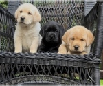 Small Labrador Retriever