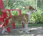 Small #1 Jack Russell Terrier Mix