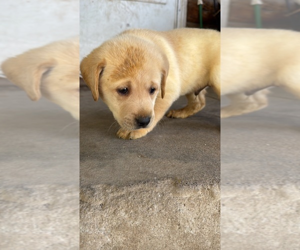 Medium Photo #9 Labrador Retriever Puppy For Sale in MONTE VISTA, CO, USA
