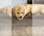 Puppy Light Blue Labrador Retriever
