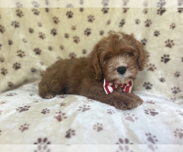 Medium Photo #1 Cavapoo Puppy For Sale in LAKELAND, FL, USA
