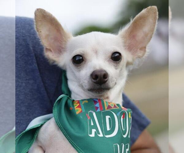 Medium Photo #1 Chihuahua Puppy For Sale in San Antonio, TX, USA