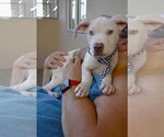 Small #1 American Pit Bull Terrier Mix