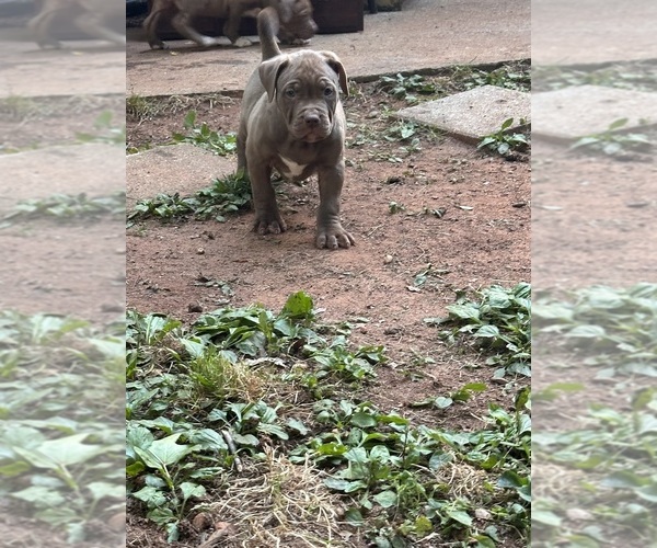 Medium Photo #14 American Bully Puppy For Sale in SNELLVILLE, GA, USA