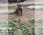 Small Photo #24 American Bully Puppy For Sale in SNELLVILLE, GA, USA