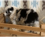 Small #6 Shetland Sheepdog
