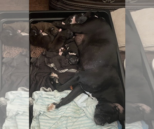 Medium Photo #1 Boxer Puppy For Sale in CONROE, TX, USA