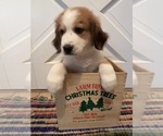 Puppy Teal collar Great Bernese
