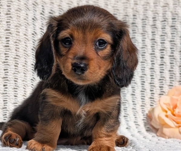 Medium Photo #8 Dachshund Puppy For Sale in GOSHEN, IN, USA