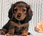 Small Photo #36 Dachshund Puppy For Sale in GOSHEN, IN, USA