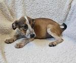 Small #1 Black Mouth Cur Mix