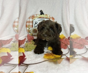 Schnauzer (Miniature) Puppy for sale in CHARLOTTE, NC, USA