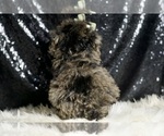 Small Photo #54 Poodle (Miniature) Puppy For Sale in WARSAW, IN, USA
