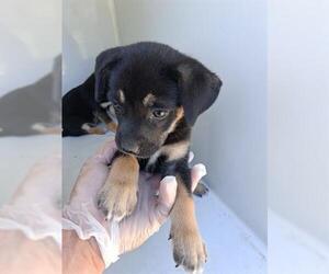 Doberman Pinscher-German Shepherd Dog Mix Dogs for adoption in Houston, TX, USA
