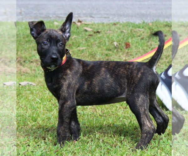 Medium Photo #2 Mutt Puppy For Sale in Prattville, AL, USA