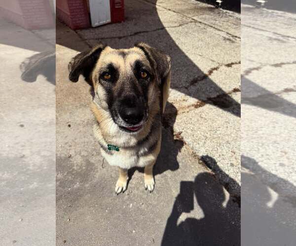 Medium Photo #5 Mutt Puppy For Sale in Houston, TX, USA