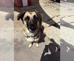 Small #4 Mutt