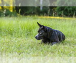 Small #9 German Shepherd Dog Mix