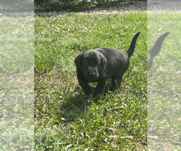 Medium Photo #1 Labrador Retriever Puppy For Sale in BENTON, MO, USA