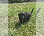 Small Photo #1 Labrador Retriever Puppy For Sale in BENTON, MO, USA