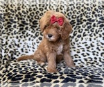 Small #1 Cavapoo (Miniature)