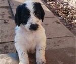 Small Photo #10 Border Collie-Sheepadoodle Mix Puppy For Sale in MARATHON, WI, USA