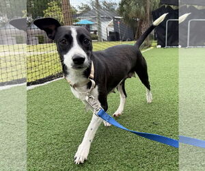 Labrador Retriever-Unknown Mix Dogs for adoption in Sanford, FL, USA