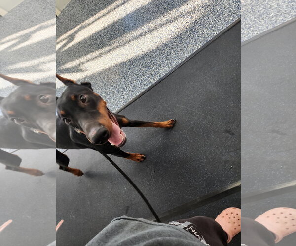 Medium Photo #15 Doberman Pinscher Puppy For Sale in Buffalo, MN, USA