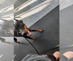 Rufio Adoption Pending! - Male Doberman Pinscher Dog for Adoption - Photo #15