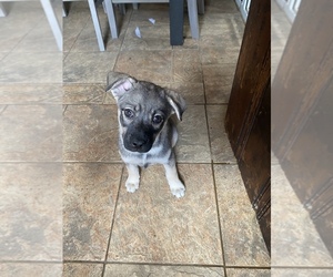 Pug-Siberian Husky Mix Puppy for sale in WEST NEWTON, PA, USA