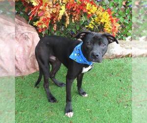 Mutt Dogs for adoption in Oklahoma City, OK, USA