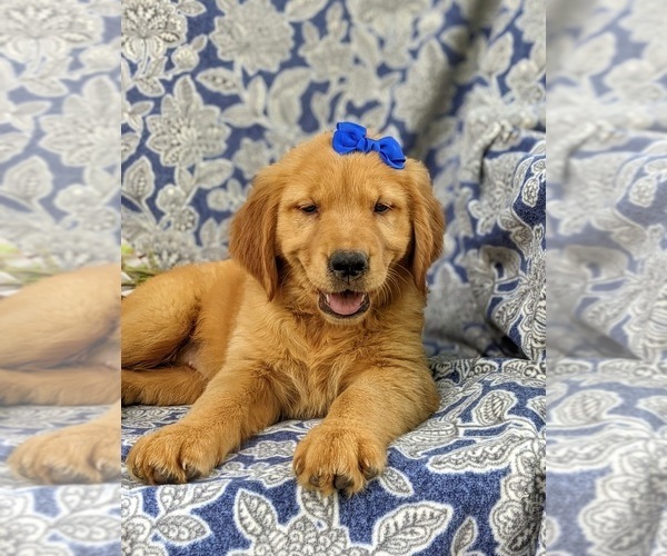 Medium Photo #6 Golden Retriever Puppy For Sale in NARVON, PA, USA