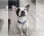 Small #1 American Pit Bull Terrier Mix